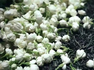 喝茶治口臭嗎，什么茶治口臭好？