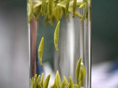 茶葉的專業(yè)知識(shí)，關(guān)于茶的基本知識(shí)大全