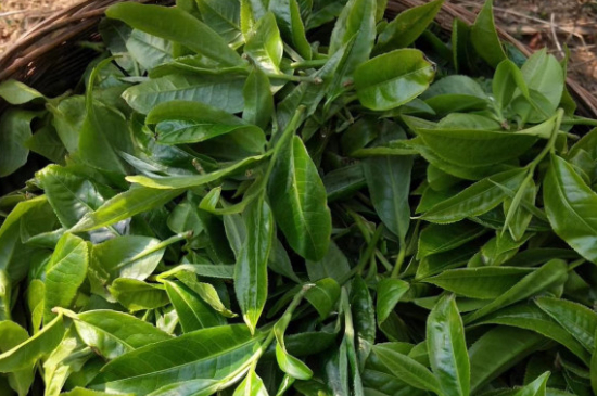 最耐泡的茶葉排名，什么茶葉經(jīng)久耐泡？
