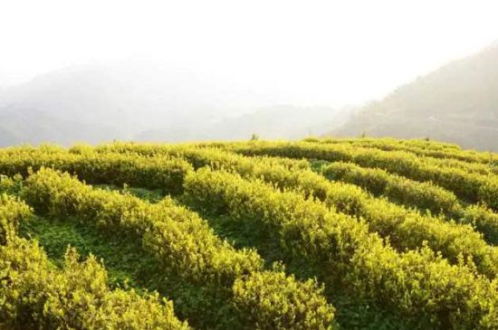 黃金茶的功效及禁忌癥，黃金茶有什么副作用嗎？