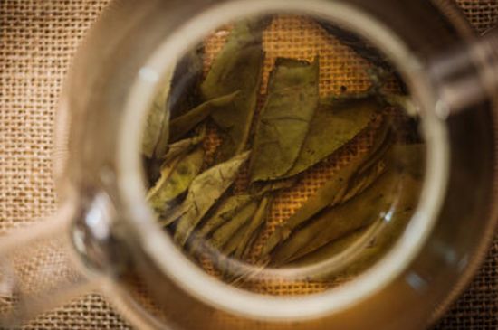 苦丁茶副作用，苦丁可以經(jīng)常喝嗎？