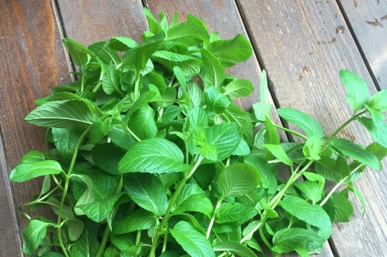 薄荷茶的功效與作用，喝薄荷茶有什么好處？