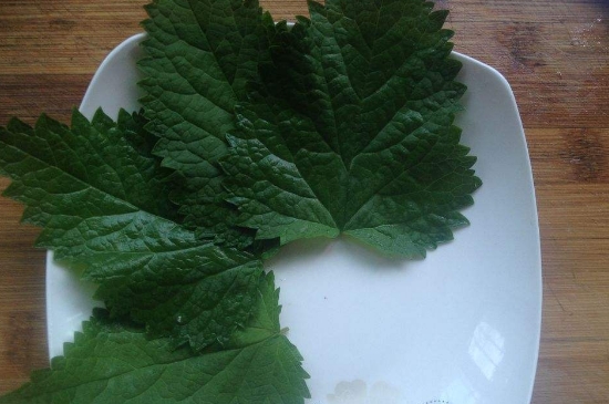 薄荷茶的功效與作用，喝薄荷茶有什么好處？