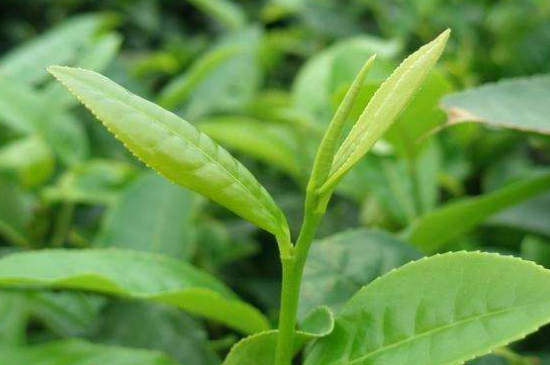 最耐泡的茶葉排名，什么茶葉經(jīng)久耐泡？
