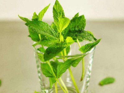 喝茶治口臭嗎，什么茶治口臭好？