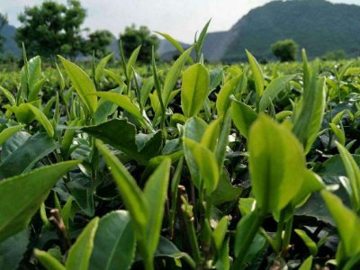 茶葉具有什么功效，<a href=http://www.shanghailijiu.com/chajiankang/ target=_blank class=infotextkey>茶葉的功效與作用</a>大全
