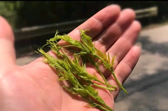 張家界茅巖莓茶與藤茶是同一種茶嗎，藤茶跟莓茶一不一樣？