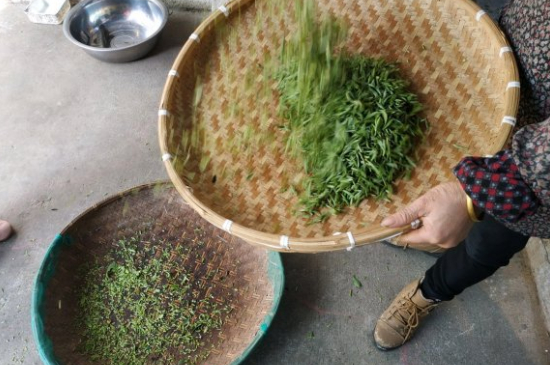 炒青茶為什么便宜，炒青綠茶好喝嗎？