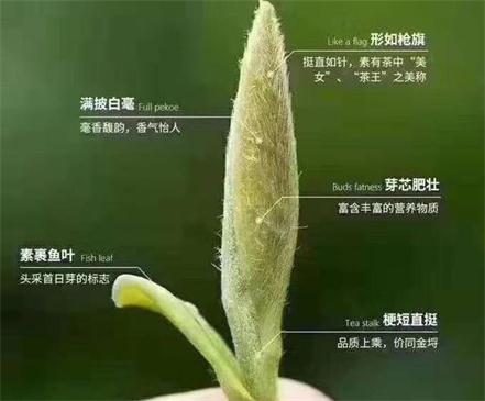 春茶季怎么辨別白毫銀針的好壞，好的白毫銀針如何選購(gòu)？