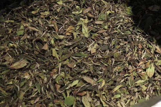 陳茶還是新茶好，茶葉是新茶好喝還是陳茶好喝