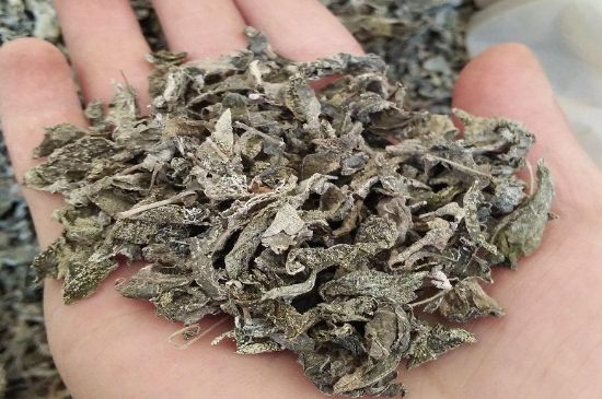 張家界莓茶真假對比，野生莓茶的鑒別方法