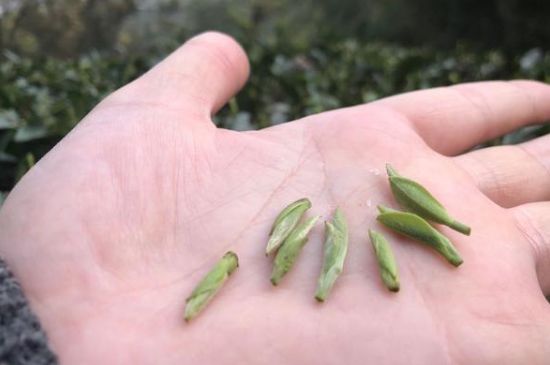 春茶季怎么辨別白毫銀針的好壞，好的白毫銀針如何選購(gòu)？