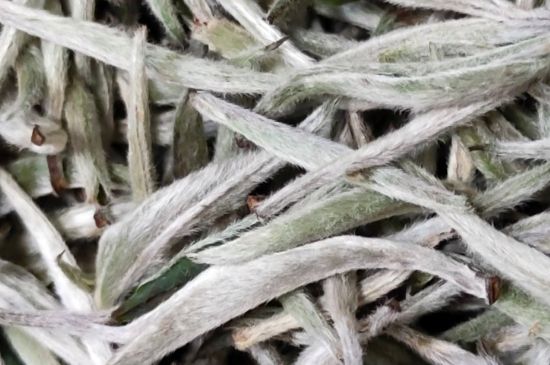 春茶上市白茶的好壞怎么區(qū)分，春白茶怎么分辨好不好？