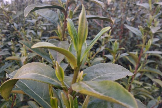 家庭如何保存碧螺春茶葉，蘇州洞庭碧螺春綠茶怎么保存？