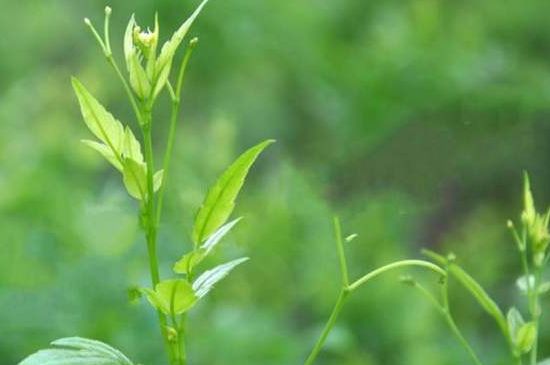 茅巖莓茶別名是什么，莓茶別名叫藤茶嗎？