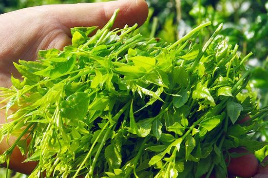 茅巖莓茶別名是什么，莓茶別名叫藤茶嗎？