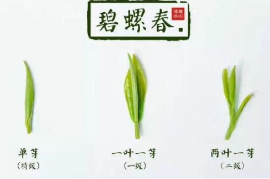 真假碧螺春泡水后區(qū)別，蘇州洞庭碧螺春怎樣鑒別好壞？