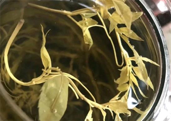 張家界茅巖莓茶與藤茶是同一種茶嗎，藤茶跟莓茶一不一樣？