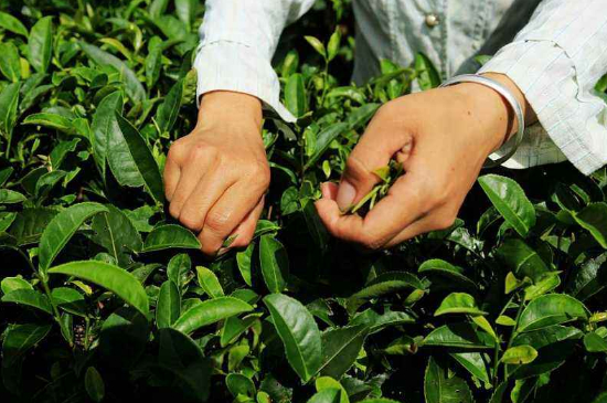 采茶的方法與步驟，如何正確采摘茶葉？