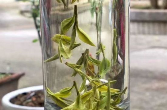 蒸汽煮茶器適合什么茶，蒸汽煮茶器適合用綠茶嗎？
