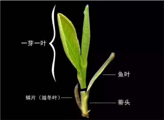 摘茶葉最快的方法，采摘茶葉怎么才能快？