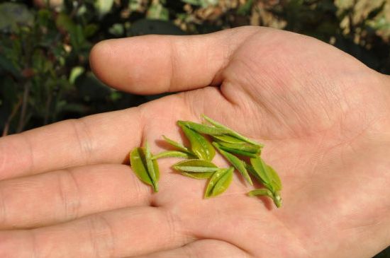 木魚石茶壺適合泡什么茶，木魚石泡啥茶好