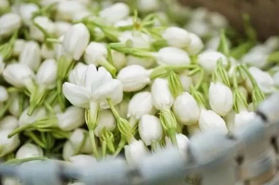 十大排毒養(yǎng)顏花茶，喝什么花茶排毒養(yǎng)顏