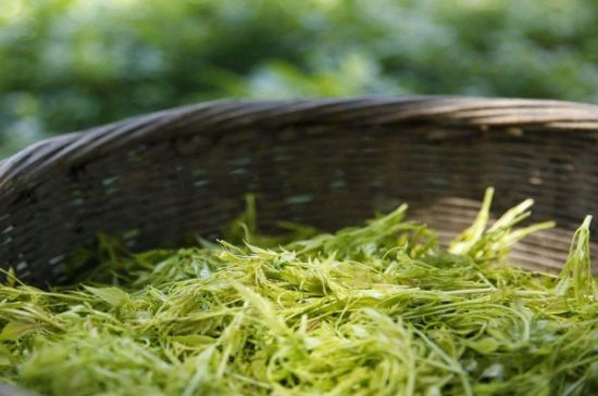 茅巖莓茶加工工藝，莓茶的工藝制作過程