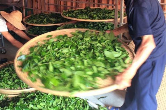 武夷巖茶的初制、精制加工工藝詳細講解