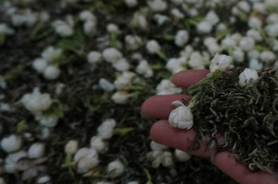 茉莉茶的種類和等級(jí)，茉莉花茶的分類