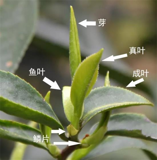 摘茶葉最快的方法，采摘茶葉怎么才能快？