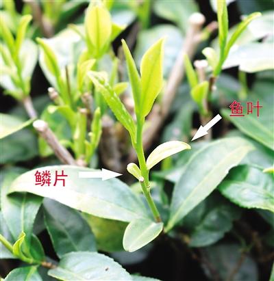 摘茶葉最快的方法，采摘茶葉怎么才能快？