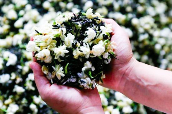 茉莉花和什么在一起喝好，茉莉花喝什么茶搭配？