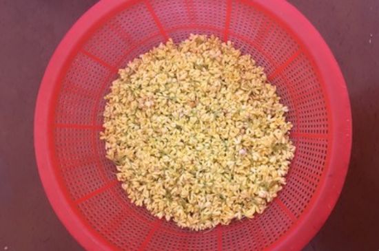 干桂花茶的制作方法，怎樣自制桂花茶？