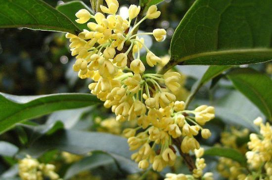干桂花茶的制作方法，怎樣自制桂花茶？