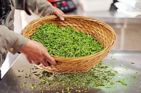 武夷巖茶的初制、精制加工工藝詳細講解