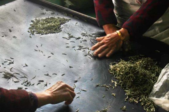 武夷巖茶的初制、精制加工工藝詳細講解