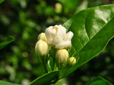 好茉莉茶多少錢一斤，茉莉花茶價(jià)格