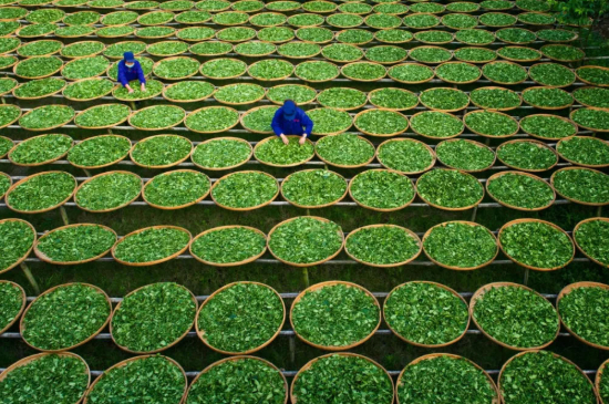 綠茶加工工藝流程圖，綠茶的加工制作包含哪幾個(gè)步驟？