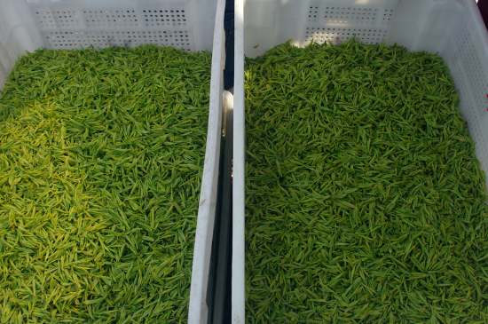 什么茶葉適合用蒸茶器，什么茶可以蒸