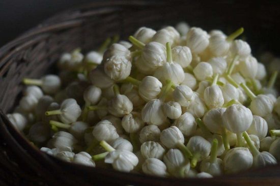 茉莉花茶與什么相克，茉莉花搭配禁忌