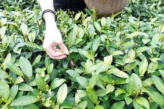 采茶的方法與步驟，如何正確采摘茶葉？