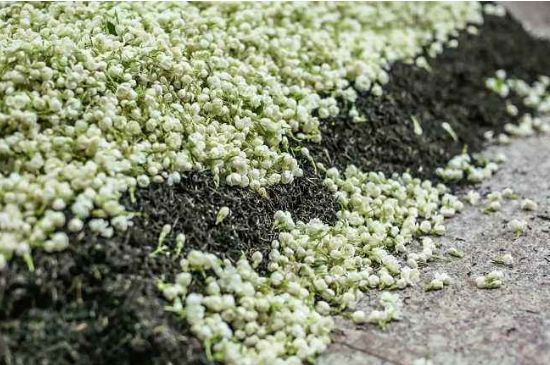 茉莉茶葉的功效與禁忌，什么人不適合喝茉莉花茶？