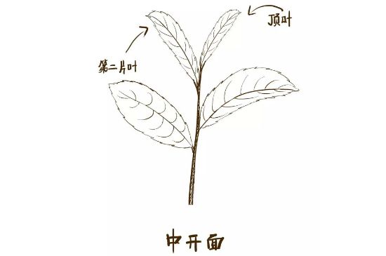 武夷巖茶的初制、精制加工工藝詳細講解