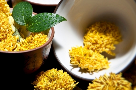 孕婦可以喝菊花茶嗎，菊花對(duì)胎兒有致畸作用？