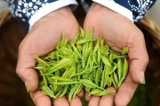 摘茶葉最快的方法，采摘茶葉怎么才能快？
