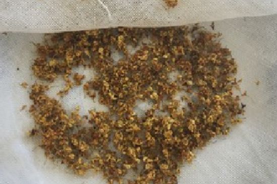干桂花茶的制作方法，怎樣自制桂花茶？