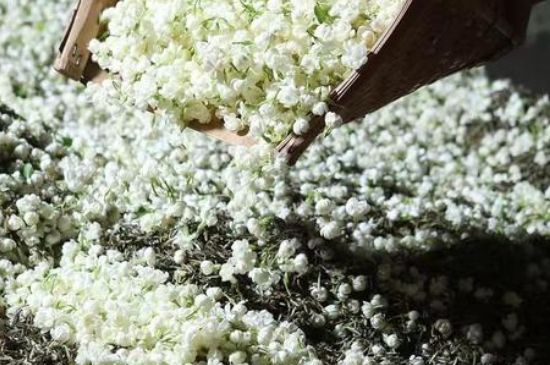 茉莉茶葉的功效與禁忌，什么人不適合喝茉莉花茶？