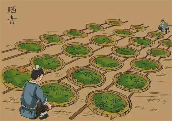 制茶八步驟，制茶工藝流程圖