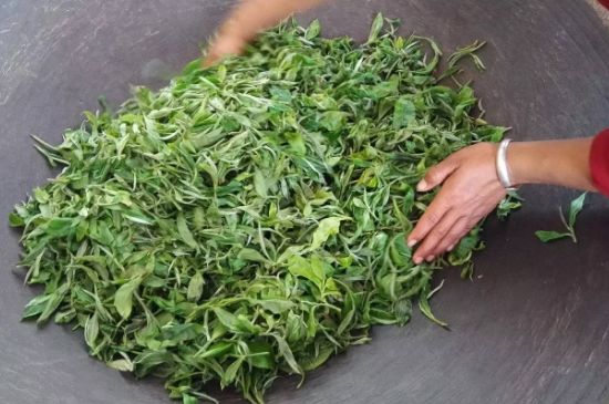 龍井茶炒茶葉怎么炒出好茶色，茶葉怎樣做出來(lái)最綠？